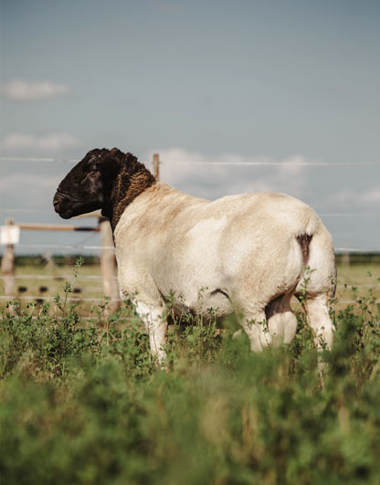 Dorper Breed en Argentina